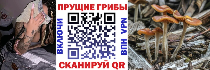 цена   Безенчук  Псилоцибиновые грибы Magic Shrooms 